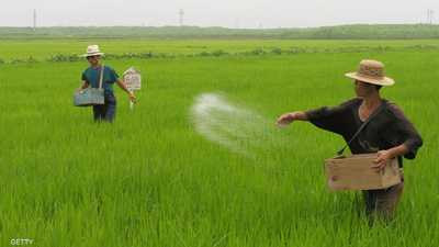 مواطنون من كوريا الشمالية يعملون في حقل أرز (أرشيفية)