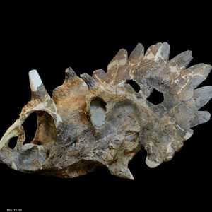 العلماء عثروا على جمجمة الديناصور بالكامل تقريبا ولم يستدلوا على بقية الهيكل العظمي.