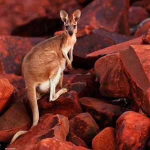 حيوان الكنغر - أرشيفية 