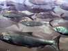 أسماك سالمون من نوع شينوك المهددة بالانقراض