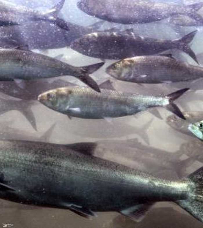 أسماك سالمون من نوع شينوك المهددة بالانقراض