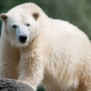 دب قطبي - أرشيفية