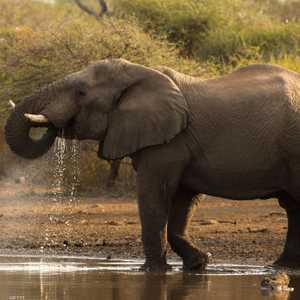 نصف ثدييات الأرض خسر 80 بالمئة من تعداده خلال القرن الماضي