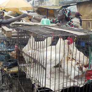 الأسواق والمزارع بنيجيريا وبوركينا فاسو والنيجر وساحل العاج وغانا أصيبت بالسلالة الفتاكة "إتش5إن1" خلال الأشهر الـ6 المنصرمة - أرشيفية