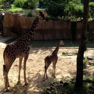 كبينزي مع والدتها قبل وفاتها