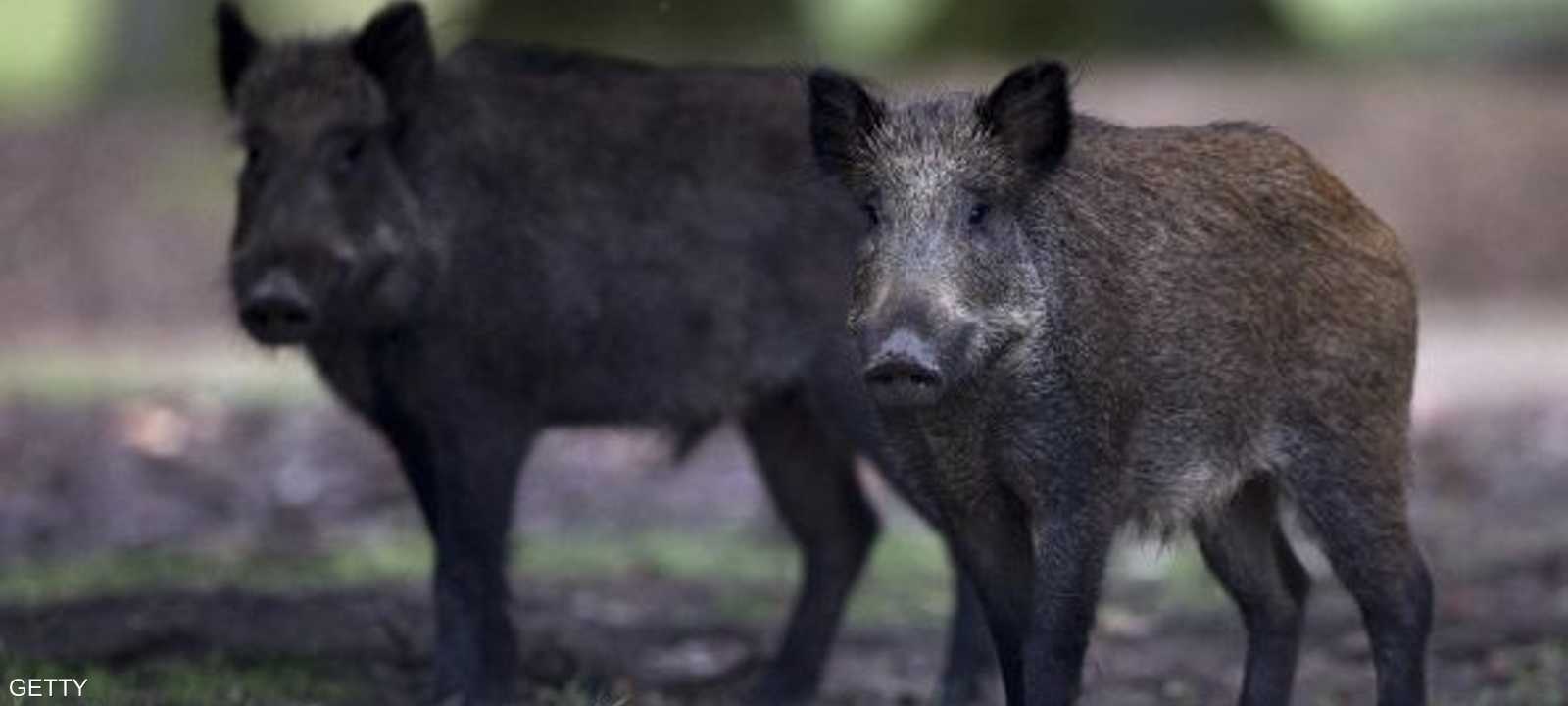 المرض لا يتنقل إلى البشر أو الحيوانات الأخرى