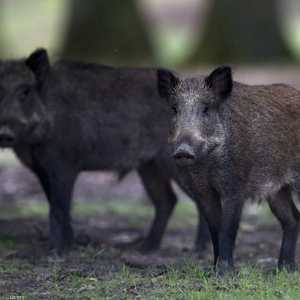 المرض لا يتنقل إلى البشر أو الحيوانات الأخرى