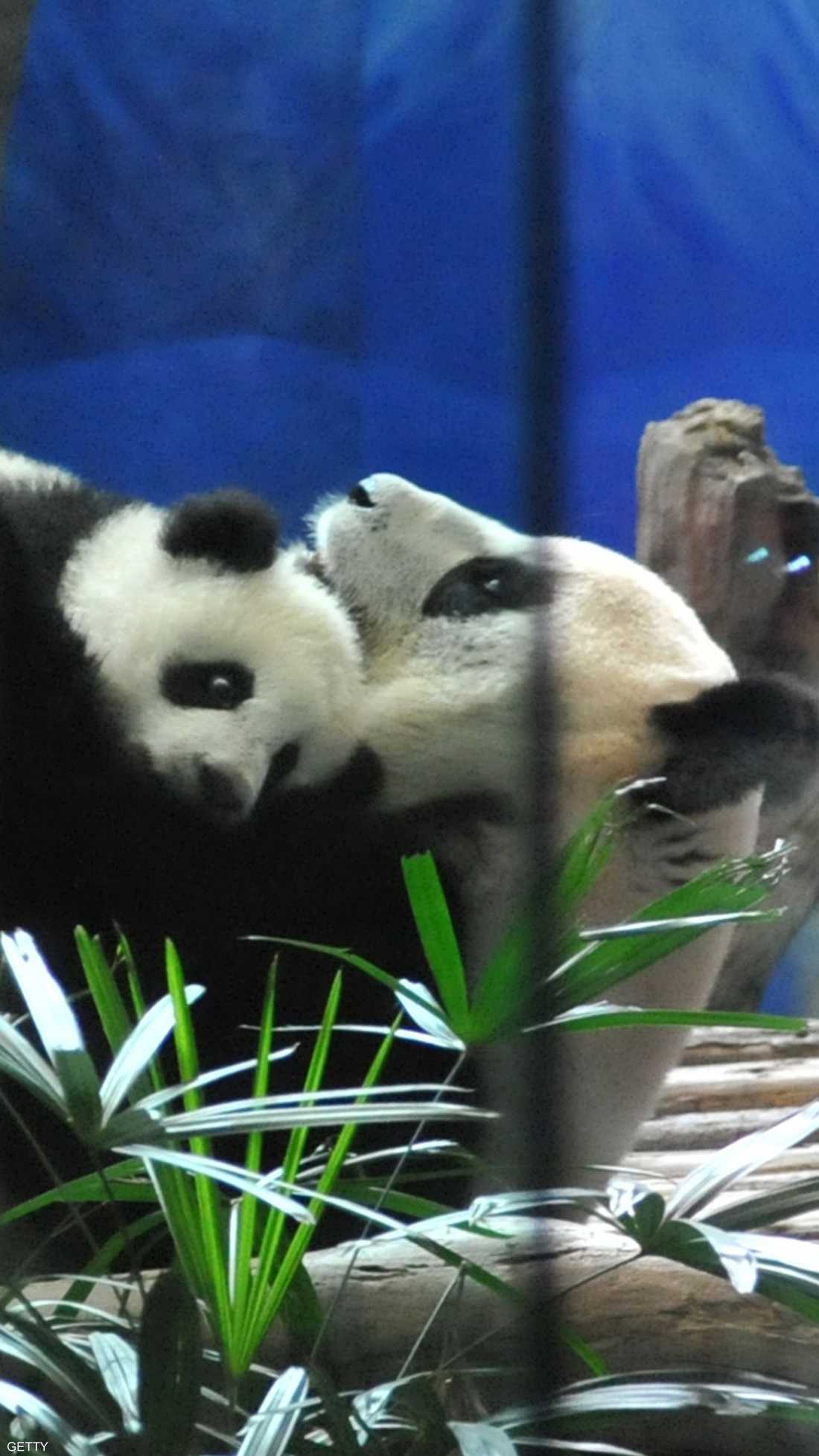 لحظات اللعب تكون أكثر مرحا عندما تجمع الطفل بأمه