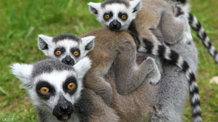 لماذا المسير بينما من الممكن الجلوس على ظهر الأم!