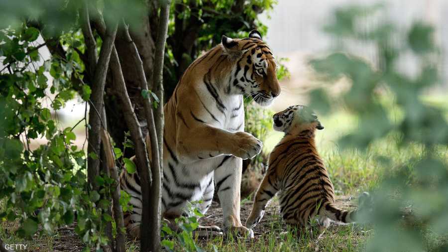 التوبيخ والتوجيه ضرورة لا بد منها