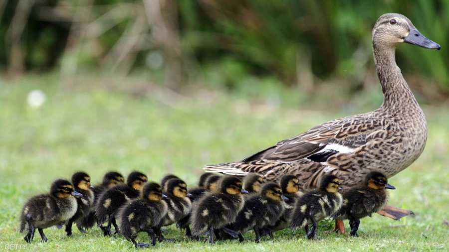 لنتبع الأم.. فهي دائما تعرف أكثر!