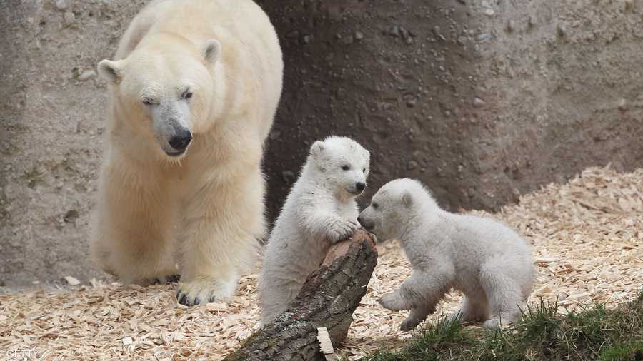 كالعادة.. شجارات الأطفال تتطلب مراقبة من الأم