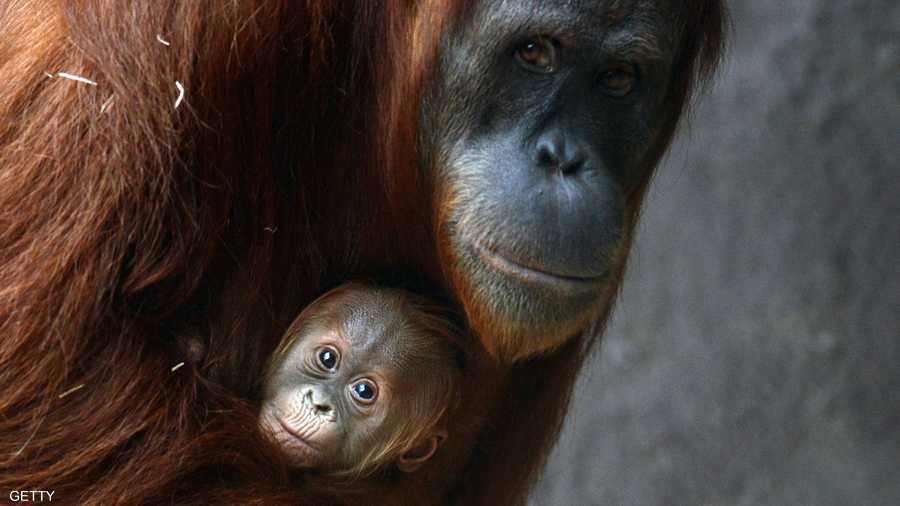 حضن يحمل في طياته معاني الحنان والحماية