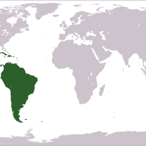 أميركا اللاتينية