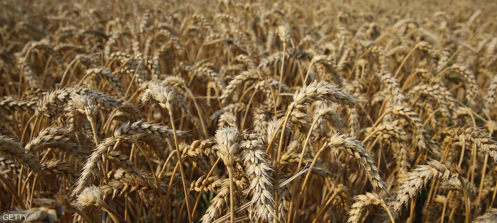 يشهد محصول القمح وفرة هذا الموسم بسبب اعتدال المناخ