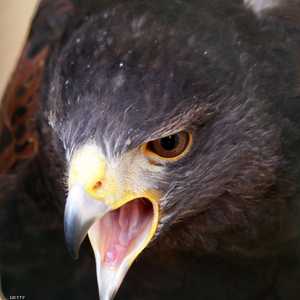 الطيور "المسالمة" نشأت عن أسلاف "أكثر شرا"