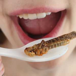 في حال طرح الحشرات كمنتج غذائي ستخضع لعملية معالجة طويلة.