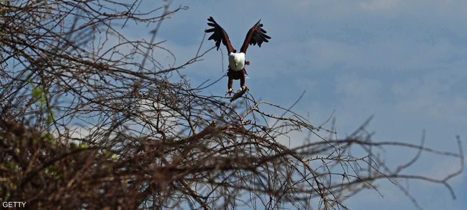 أعداد النسر الإفريقي تناقصت بشكل ملحوظ