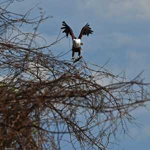 أعداد النسر الإفريقي تناقصت بشكل ملحوظ