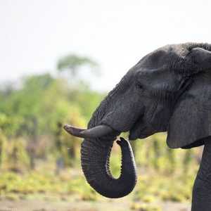 الصيادون صاروا يلجؤون إلى وسائل أكثر فتكا