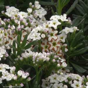 توقعات بتسجيل درجات حرارة قياسية هذه السنة بسبب "النينو"