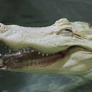 إندونيسيا تفرض عقوبات مشددة على مهربي المخدرات