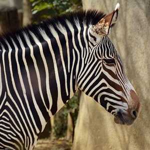 الحماران الوحشيان سارا في الشوارع لنحو ساعة