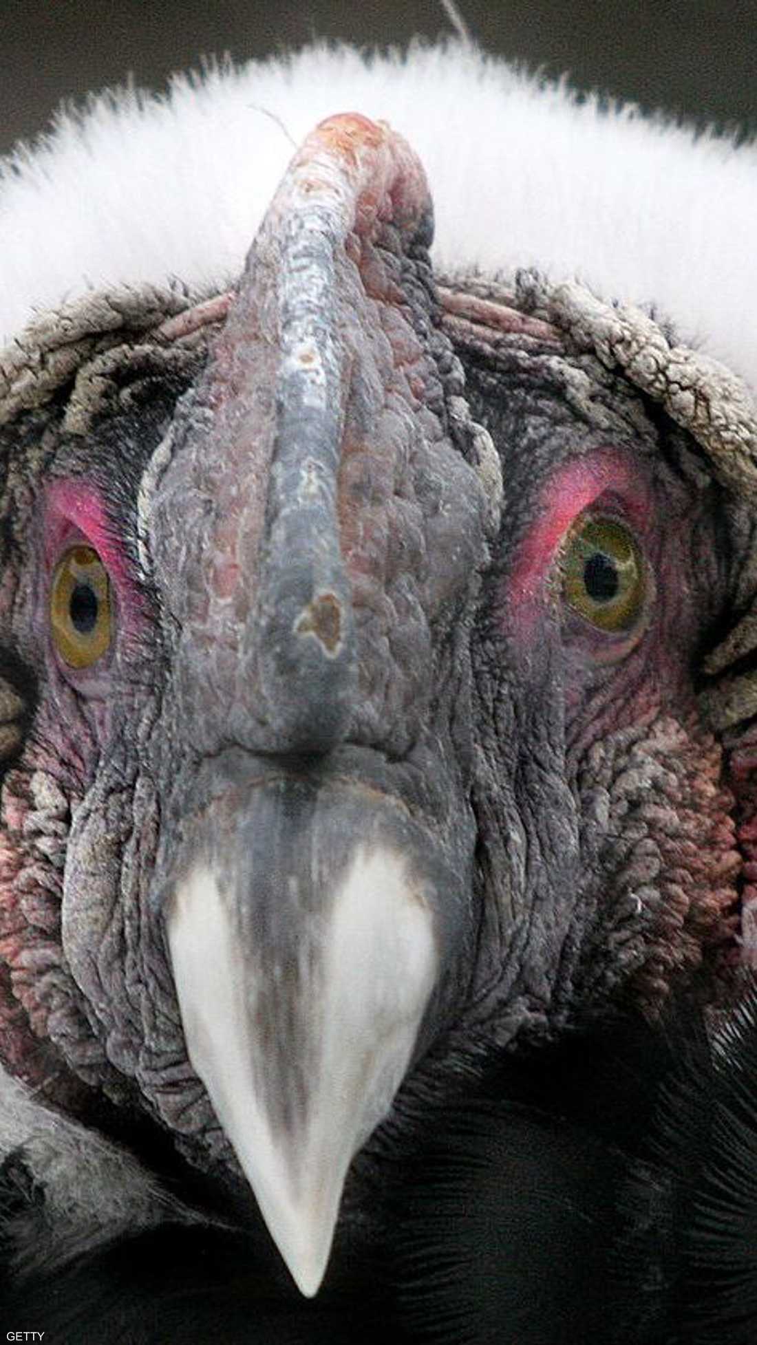 النسر الذهبي رمز وطني في الإكوادور وكولومبيا وتشيلي وبوليفيا