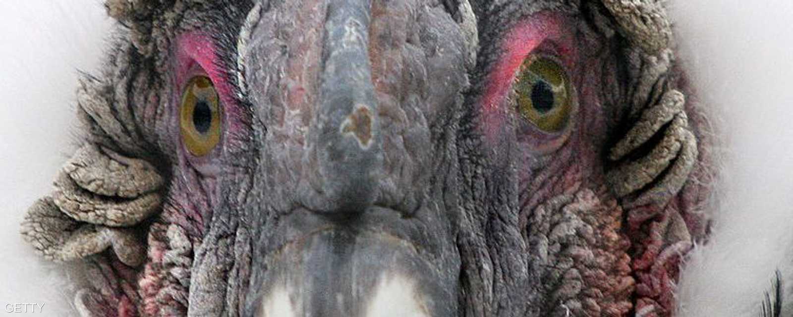 النسر الذهبي رمز وطني في الإكوادور وكولومبيا وتشيلي وبوليفيا