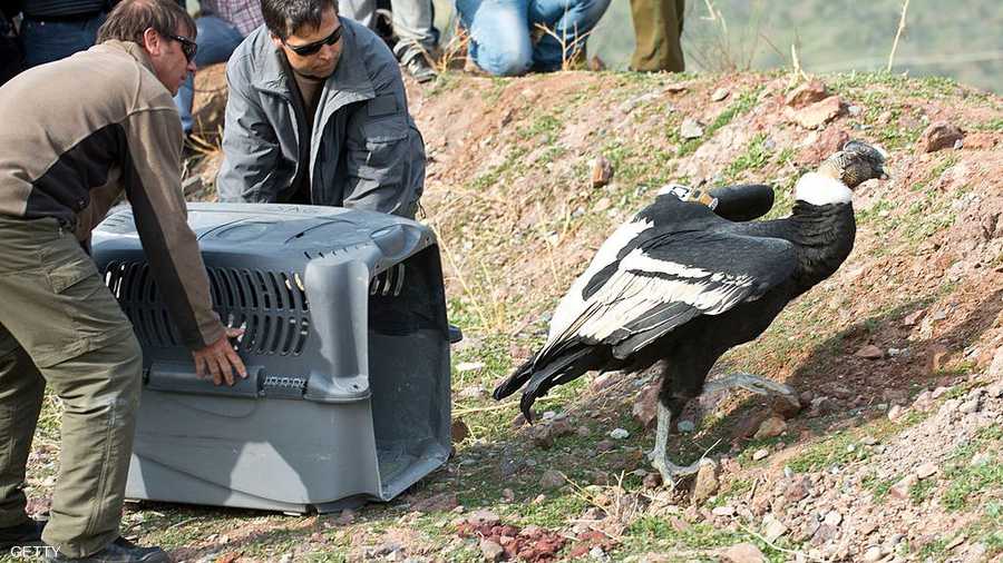 بيئيون في تشيلي يطلقون سراح نسر ذهبي بعد علاجه