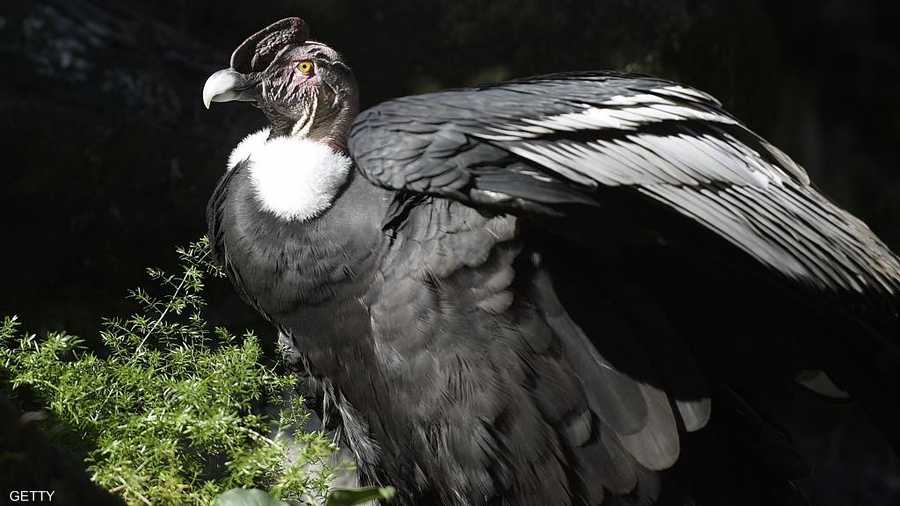 الكندور.. أكبر الطيور الجارحة في العالم