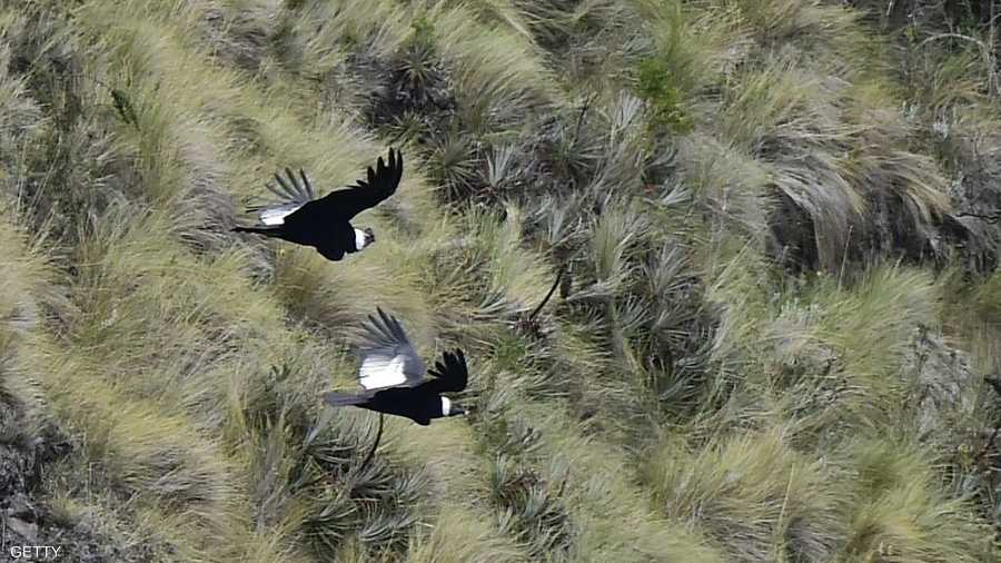 كندور الإنديز ينتمي إلى فصيلة نسور العالم الجديد