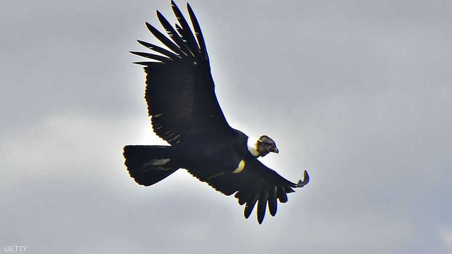 يحلّق على ارتفاعات شاهقة ويطير 200 كليومتر من أجل الظفر بطعامه