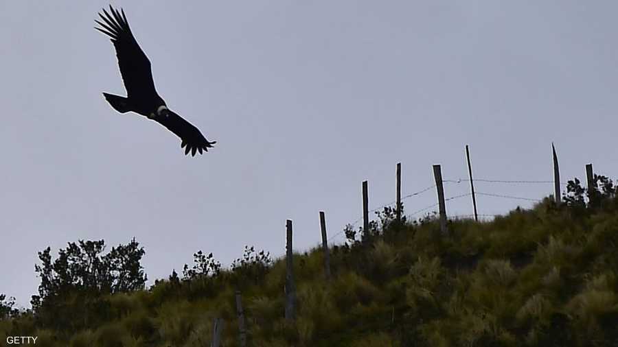 يعيش الكندور في جبال الإنديز في أميركا الجنوبية