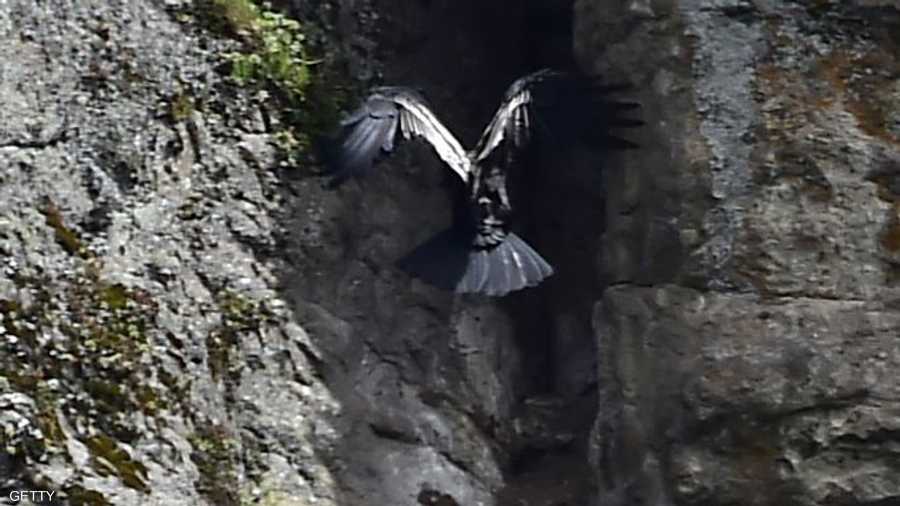 يبني النسر الذهبي أعشاشه على ارتفاع 5 آلاف متر