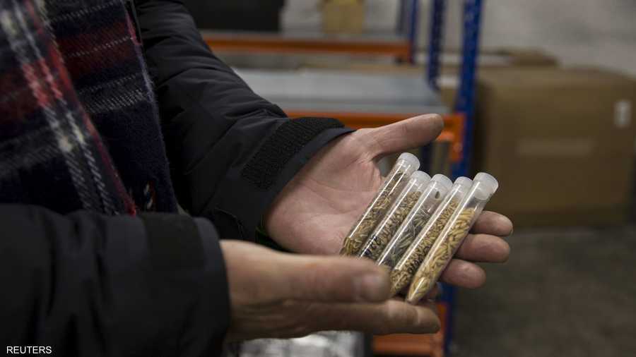 عينات من الرز الفلبيني بيد أحد الموظفين في قبو الحبوب