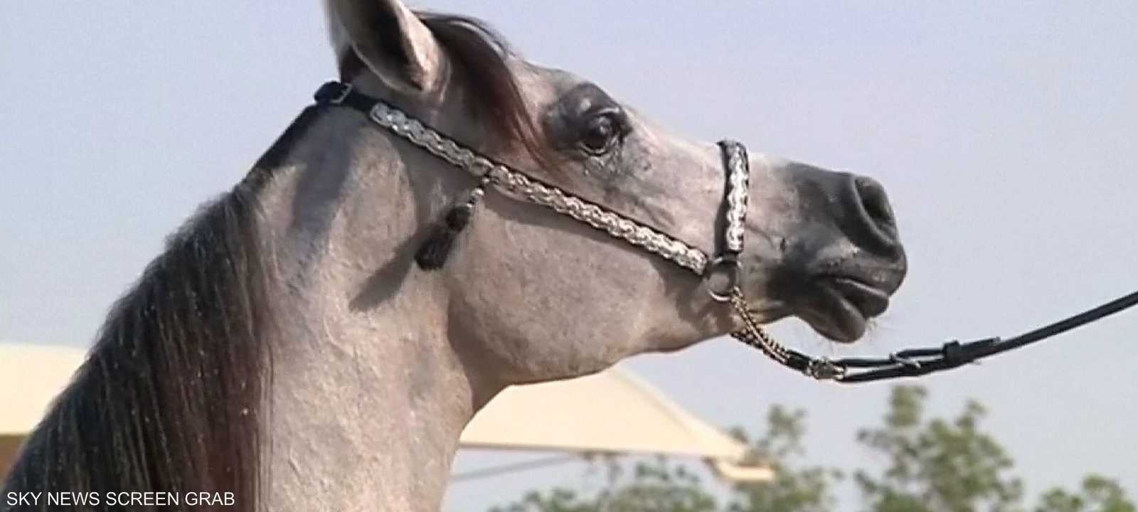 توجد 1006 مزارع لتربية الخيول في مصر