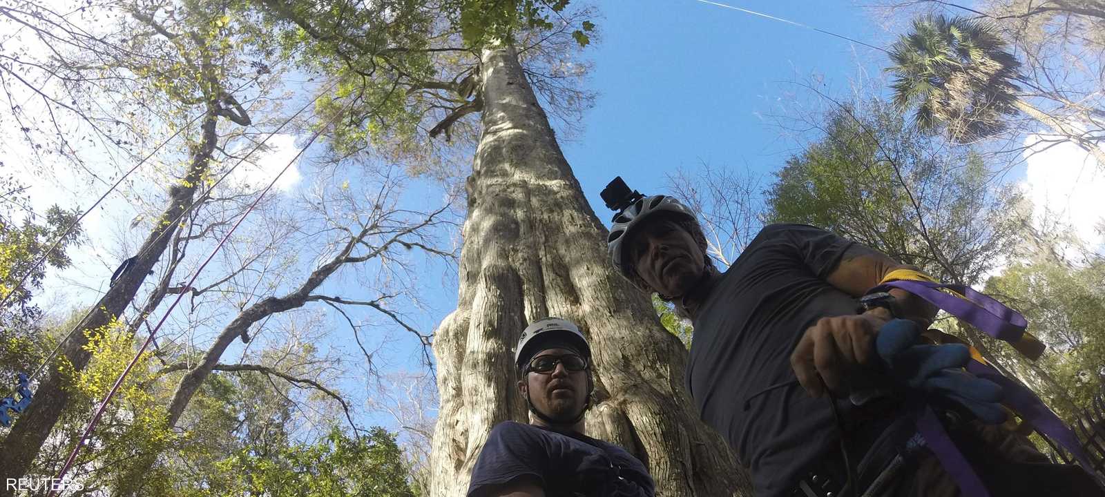 باحثون يقفون أمام الشجرة قبل أن يتسلقوها في فلوريدا