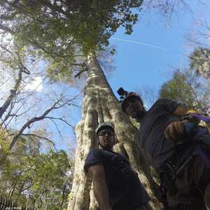 باحثون يقفون أمام الشجرة قبل أن يتسلقوها في فلوريدا