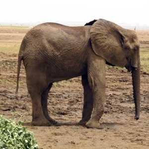 المتشددون يستغلون عائدات العاج لتمويل أنشطتهم بشمال مالي