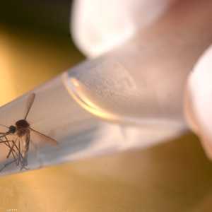 فيروس زيكا ينقله البعوض ويسبب تشوهات في الأجنة