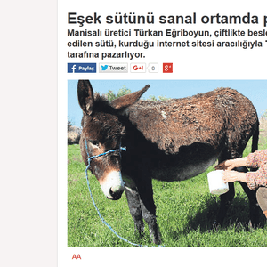 اهتمت الصحف التركية بالخبر ونشرت صورا أثناء قيام صاحبة المزرعة بحلب أحد الحمير - صحيفة ميليت التركية