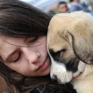 الدراسة أكدت تفوق الكلاب على غيرها من الكائنات