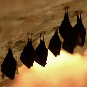 يسود اعتقاد بأن فيروس كورونا جاء من الخفافيش