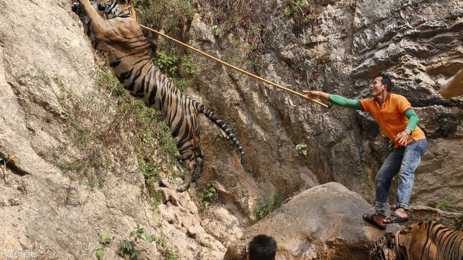 تأسس معبد النمور عام 1994 كمحمية طبيعية واستقبل نمورا صغيرة ويتيمة