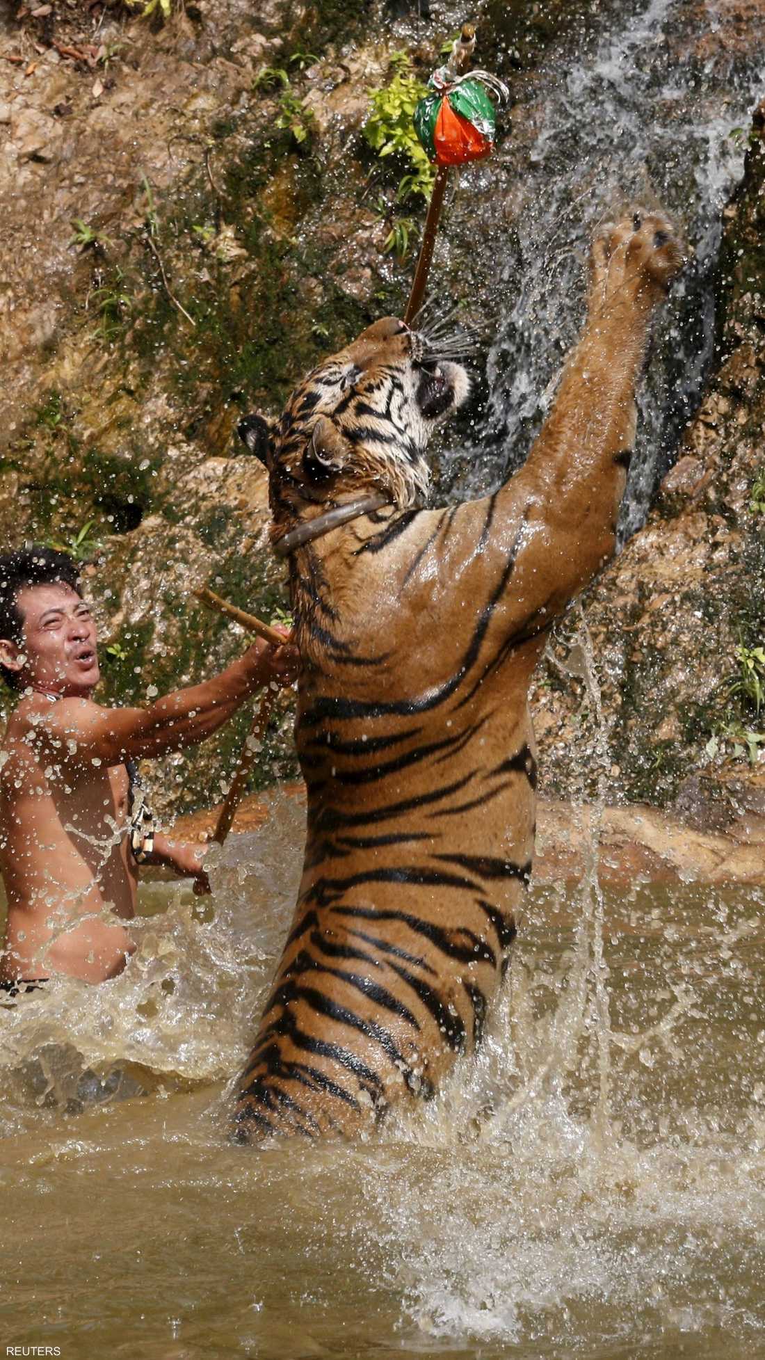 يلهو مثل قرش خرج فجأة من البحر