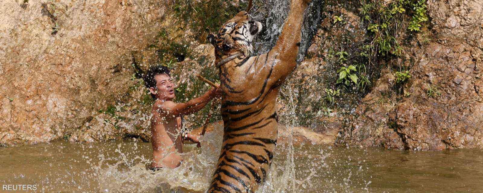 يلهو مثل قرش خرج فجأة من البحر