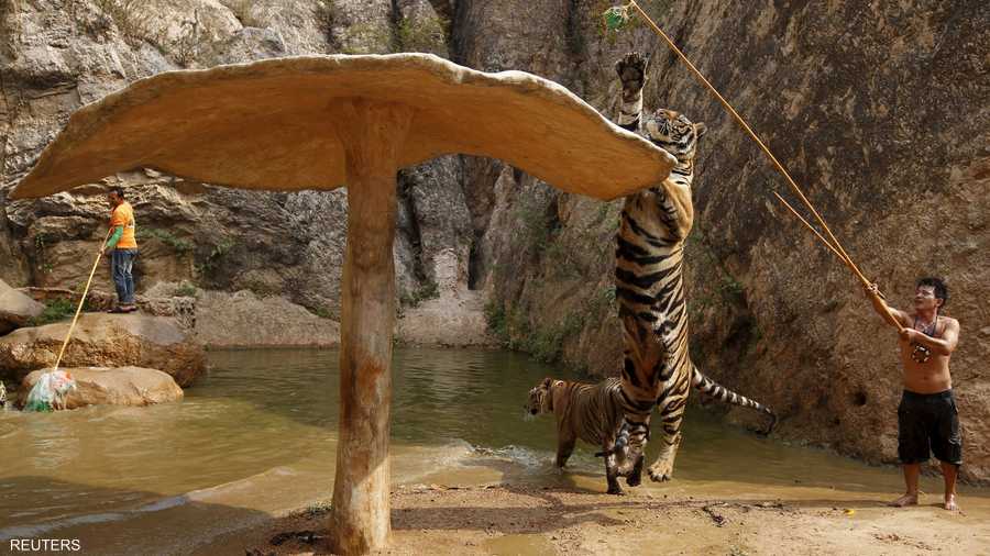 جهود جبارة لنيل الطعام