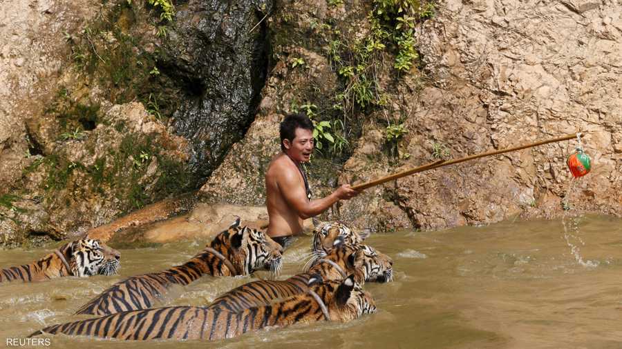تلهو النمور في المعبد الذي يحمل اسمها في تايلاند