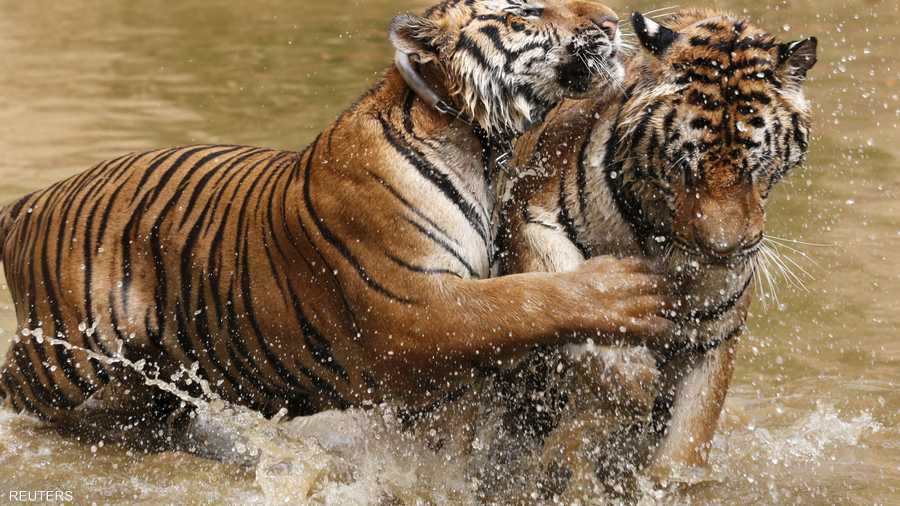 مداعبة لا اقتتال